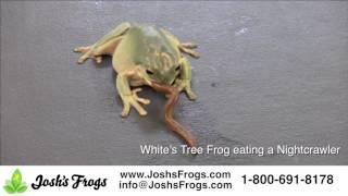 What do Whites Tree Frogs eat?