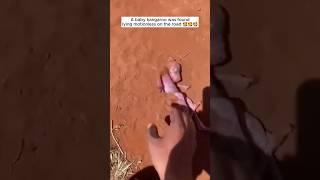 A baby kangaroo was found lying motionless on the road #shorts