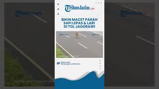 Detik-detik Sapi Lepas & Lari di Tol Jagorawi Bikin Macet Marah
