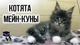  Породистые котята мейн-куны в каком случае котята считаются породистыми от чего зависит цена?