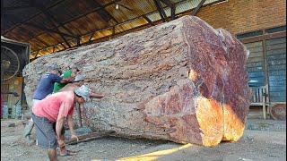 Worth 450 million durian wood from Mount Bintang Papua sawed board material I Sawmill