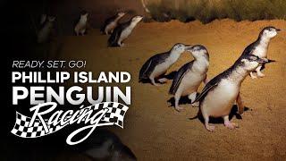 Phillip Islands Great Little Penguin Race Victoria Australia