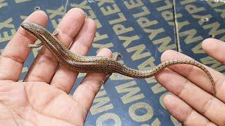 السحلية الدفانة صاحبة الأساطير الكاذبة  Chalcides cf. humilis  مع احمد الدكرونى