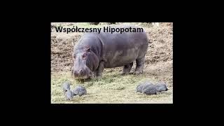 Ewolucja Hipopotama The Evolution of Hippos