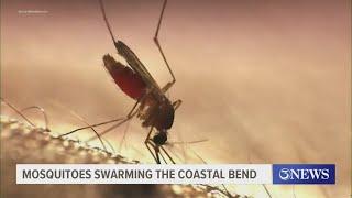 Tips to prevent large swarms of mosquitoes at home