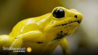 The Most Toxic Frog Has a Beautiful Singing Voice  Into the Wild Colombia  Smithsonian Channel