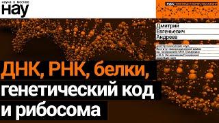 «ДНК РНК белки генетический код и рибосома». Спикер Андреев Дмитрий Евгеньевич