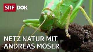 Tiere im Naturgarten  Wem gehört der Garten?  NETZ NATUR mit Andreas Moser  DOK  SRF Wissen