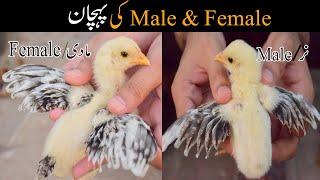 Chicks male female identification  Aseel chicks male or female ki pehchan  chicks male and female