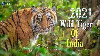 Tiger Pride 2021 Wild Tiger Of India New Documentary 2021 - Our Climate .
