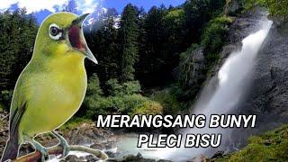 terapi pleci untuk merangsang bunyi pleci macet bunyi