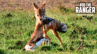 Jackal Feast  Lalashe Mara Ripoi Safari