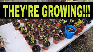 Make money selling plants - making money growing and selling plants from home