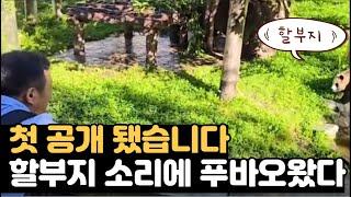 첫 공개 푸바오 부르자 진짜 왔다 강철원 사육사 푸바오 중국 만남 당시 영상