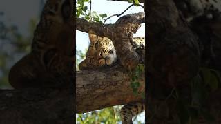 Lazy Leopard in a Tree #wildlife #safari #kruger