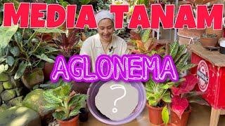 Media Tanam Aglonema ala Mbok Kebon