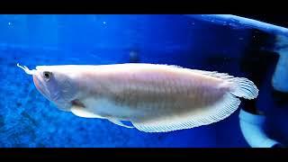 Shortbody Albino Silver Arowana Available 