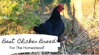 Whats The Best Chicken Breed For The Homestead  All About Black Sexlinks Black star