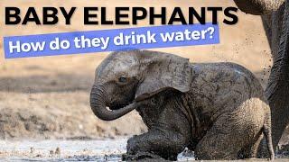 How A Baby Elephant Drinks Water