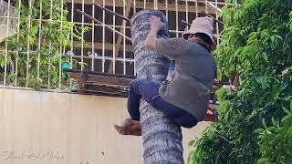 Quá Đỉnh Pha Cưa Cây Dừa Của Vua Khỉ Miền Tây. Cut down a coconut tree