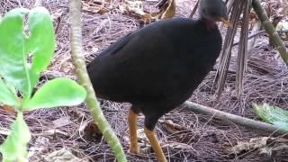 Micronesian Megapode