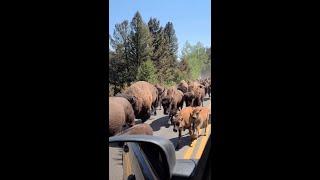 Wild Bison Stampede in Yellowstone National Park