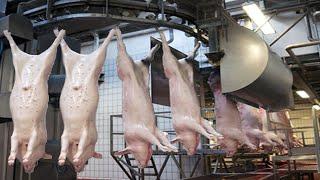 World Largest Pig Slaughter Factory - Fastest Pork Production Process - Meat Cutting Technology