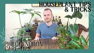 Care Tips For Philodendrons  Houseplant Tips & Tricks Ep. 23