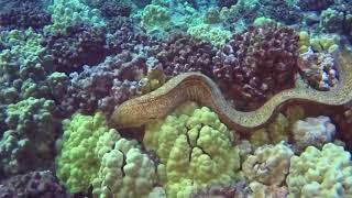 Giant Eel Attacks All Animals Undersea - Most Terrible Monster of Ocean