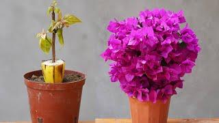 The Secret To Growing Bougainvillea From Cuttings With Banana Flowers That Bloom Like Crazy