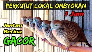 Perkutut lokal ombyokan gacor... Perkutut lokal betina dan perkutut lokal jantan gacor bersautan.