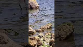 Preliminary movements of a blue heron before catching a fish I ️ wildlife Vancouver Can   #11