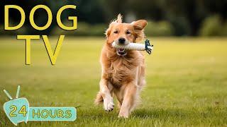 DOG TV Entertainment Video for Dogs - Ease Your Dogs Anxiety With our Ultimate Music Collection