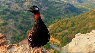 Kala Teetar Awaaz Teetar ki Awaz  Black Teetar calling Partridge voice  Calling from top of rock