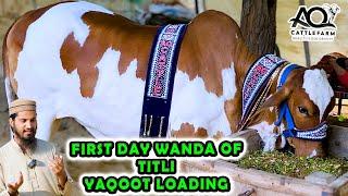 YAQOOT LOADING  TITLI FIRST at Home  First Meal  AQ Cattle Farm  Cattle Market Karachi