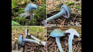 PILZE 2018 Grünspanträuschling Stropharia aeruginosa Verdigris agaric