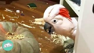 Comedian Cockatoo Loves Clowning Around For His Favourite Woman  Cuddle Buddies