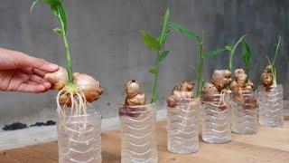 How to grow Ginger in water for beginners Growing ginger at home