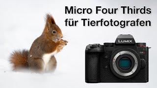 So viele Überraschungen - Panasonic G9 II Review Vogelfotografie