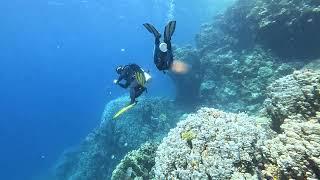 Diving in Egypt - Marsa Gabal Elrosas Speedboat Turtle Sea cave 2023.06.21