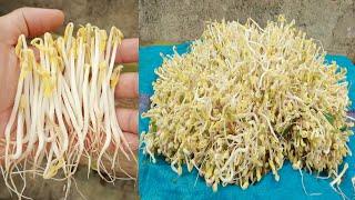 Secret for housewives to make bean sprouts at home quickly easily and fresh