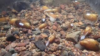 Freshwater Pearl Mussel Time-lapse