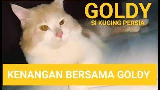 KENANG-KENANGAN BERSAMA KUCING KU SI GOLDY 