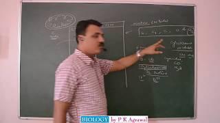 ELECTRON TRANSPORT CHAIN ETS oxidative phosphorylation