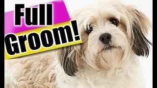 How to Groom a Cavachon Dog from START to FINISH Exact dog grooming steps for a BEGINNER