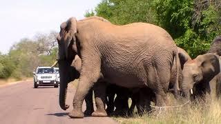 Elephants escorting their baby