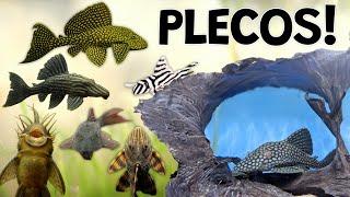 Perfect Plecos for Your Aquarium Plecostomus Are Not Just Suckers.