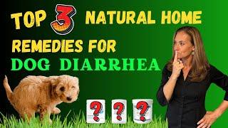 Top 3 Natural  HOME  Remedies For Dog  Diarrhea - Holistic Vet Advice