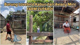 Burung Lovebird kabur dari Aviary mini FARM ZUPARDI