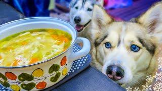 CHICKEN SOUP FOR DOGS DIY How to make Chicken Soup for Dogs  Snow Dogs Snacks 43